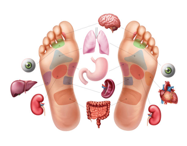 ¿Qué órganos del cuerpo se reflejan en los pies?
